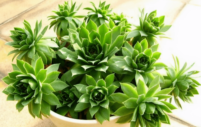 多肉植物观音莲 下崽都是一圈又一圈的 夏季盆栽需谨记3点