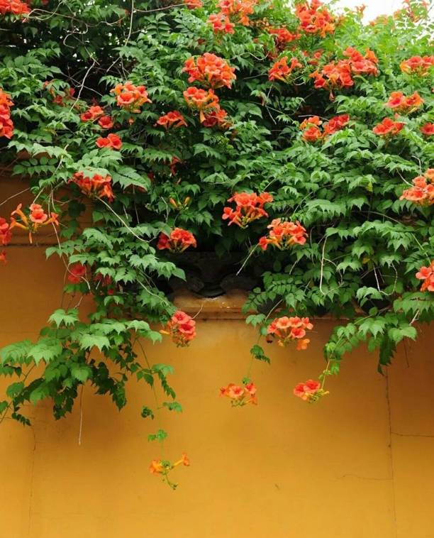 地栽植物 f22f9aa60af44891990ea11527b45dc2.jpeg