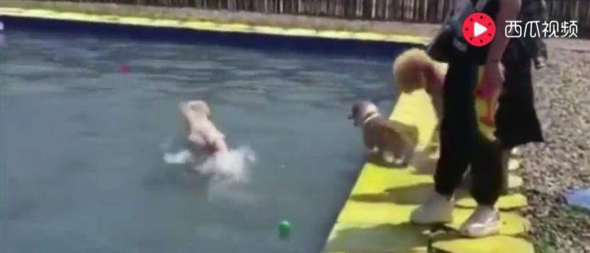 泳池|金毛骗柯基泳池水刚到大腿, 柯基纵身一跃结果傻眼了……