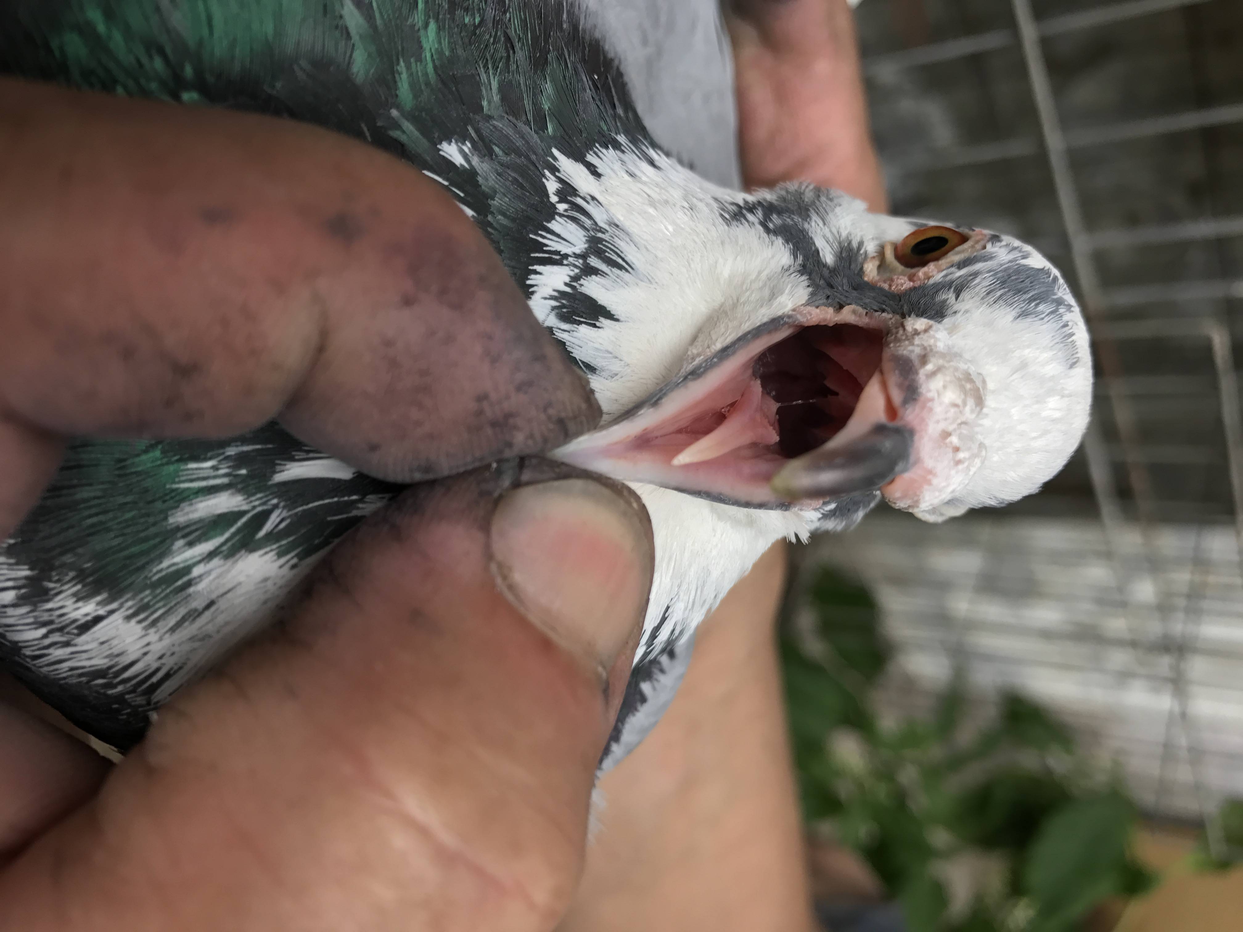 【鸽友必看】赛鸽黑舌尖症状