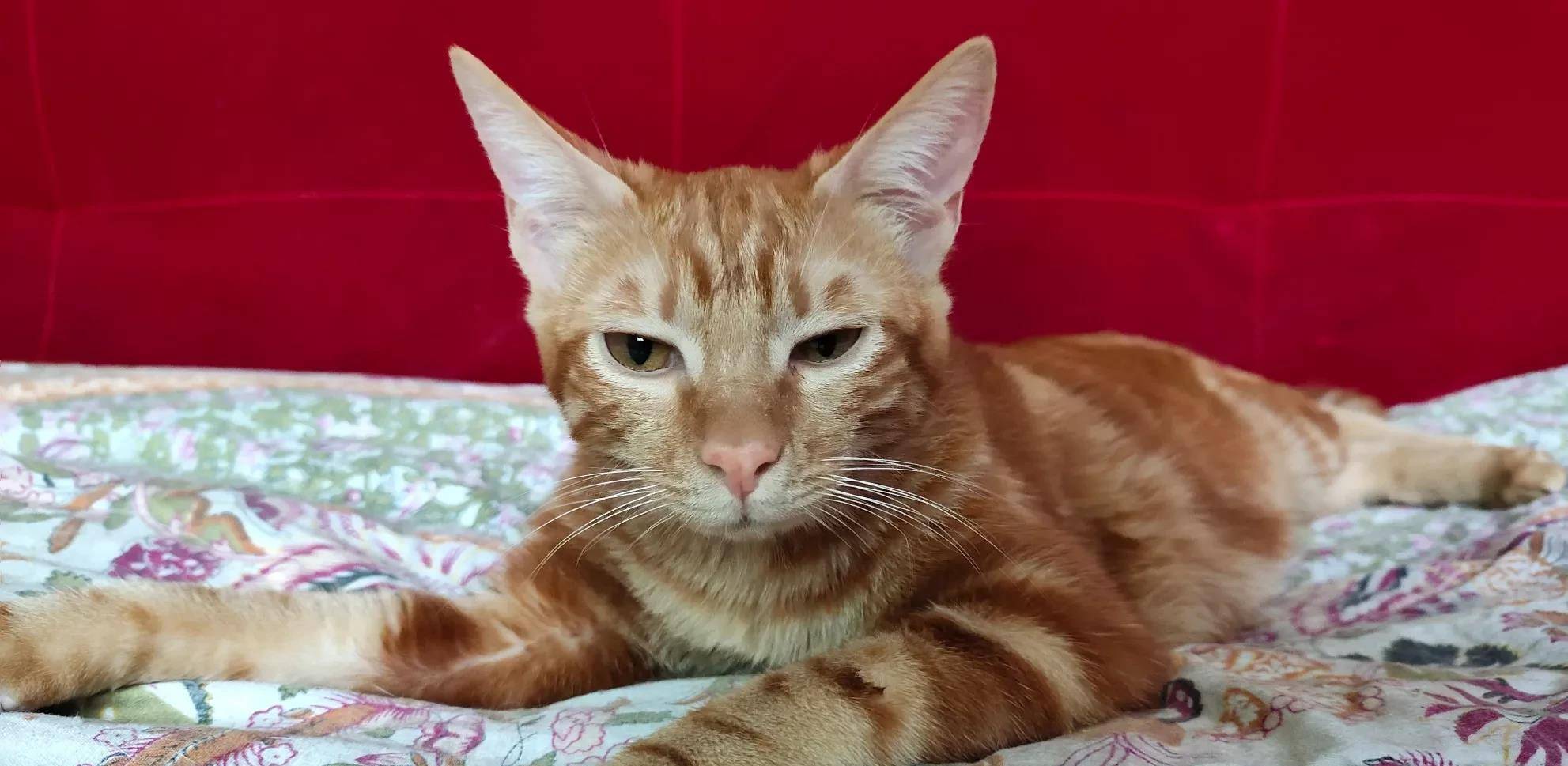 观点评论|礼拜一的早上家里两只猫,一只装可怜,一只趴在门口堵住上班去路