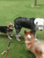 图片|柯基有三宝, 短腿、翘臀和扭腰!