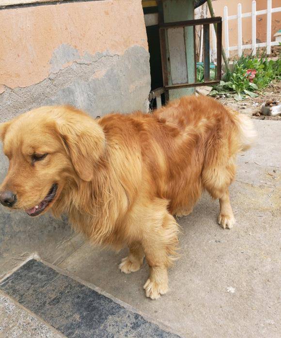 时间|金毛见到网友很害怕,它想要逃,结果还是被逼着握手