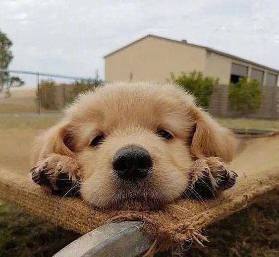 摸头|柯基当街被打，下一个动作让人泪目