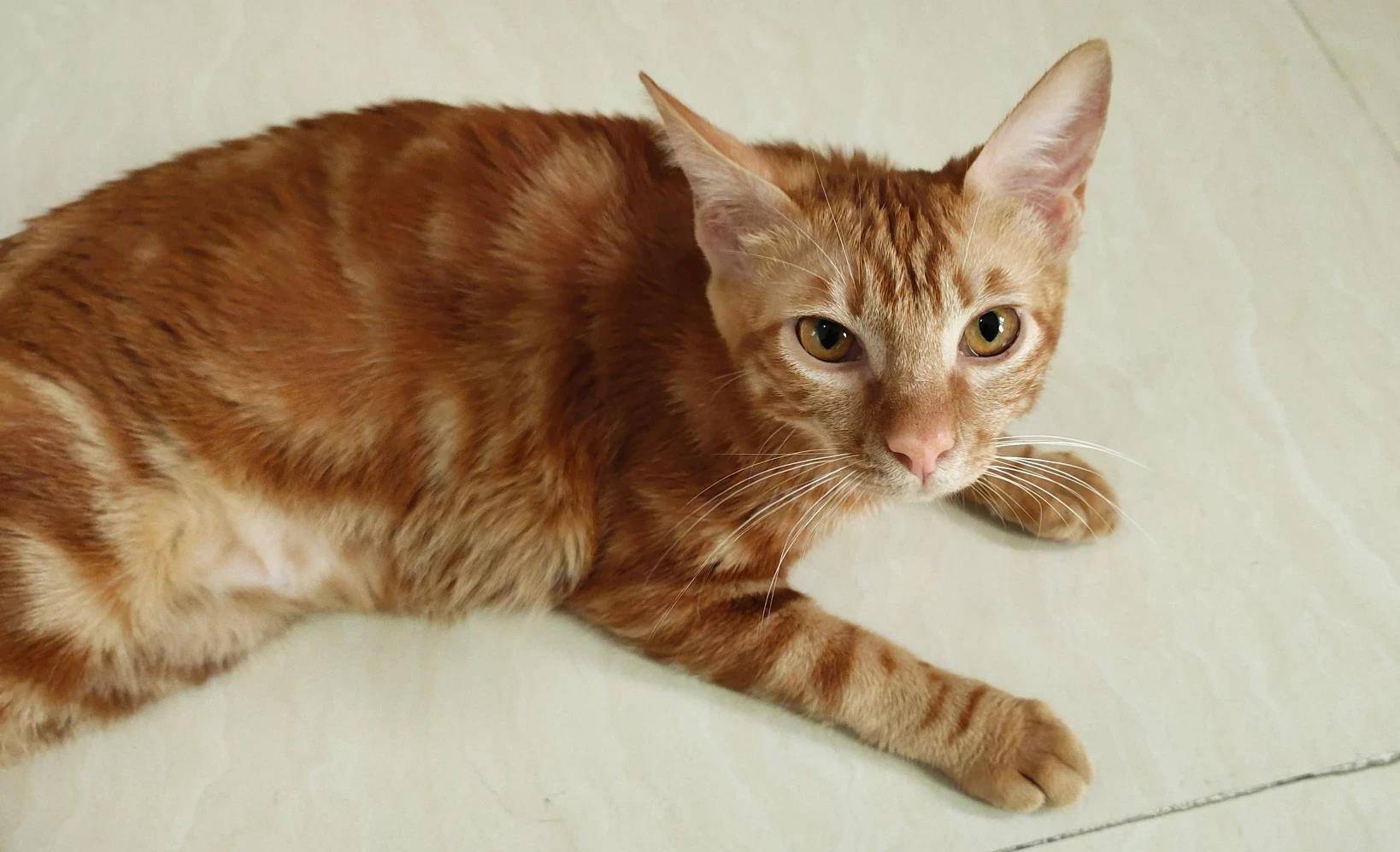 观点评论|礼拜一的早上家里两只猫,一只装可怜,一只趴在门口堵住上班去路