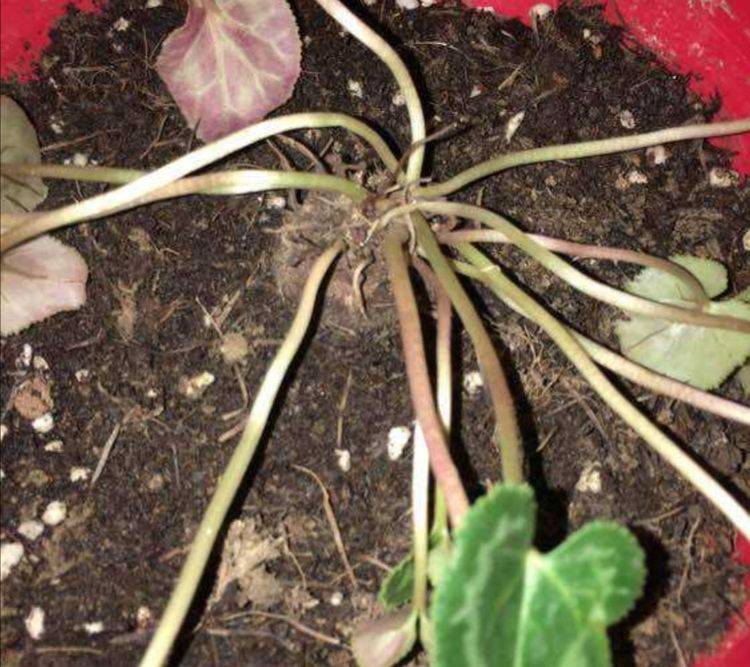 夏天仙客来已经休眠,需要静养,盆土不要太潮湿,不然秋天难发芽