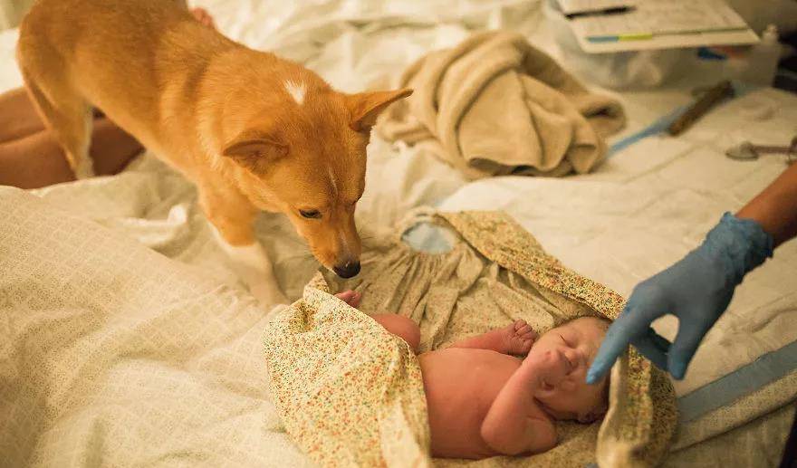 因为|还在说怀孕不能养狗？这两只柯基都进产房陪产啦