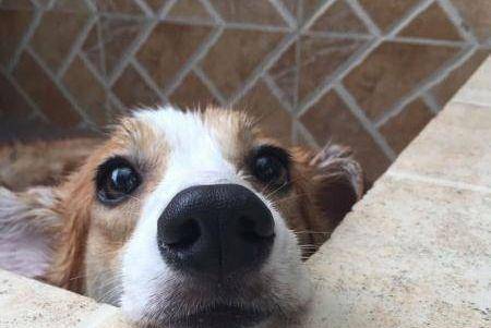 观点评论|面对不爱洗澡的柯基, 网友想出这样的诱骗办法, 屡试不爽!