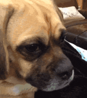 因为|还在说怀孕不能养狗？这两只柯基都进产房陪产啦