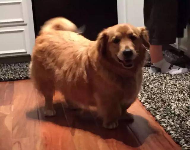 马尔济斯|确认过眼神, 是亲生儿子没有错!