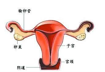 观点评论|太疯狂, 年轻女子主动要求切除子宫