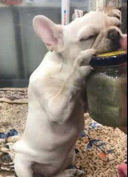 气味|小法斗不爱吃零食, 却偏爱臭豆腐, 抱着瓶子都口水直流!