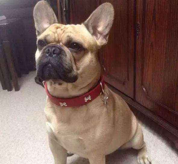 马尔济斯|确认过眼神, 是亲生儿子没有错!