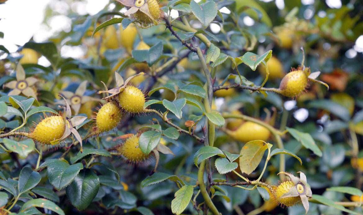 常被误认为是"刺梨",儿时采摘当糖吃,价值珍贵俗称"糖罐子"