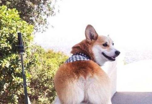 食品|对柯基犬来说，这几种食品，才是它的最爱