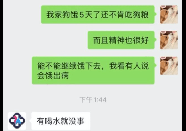 主人|狗狗挑食不吃狗粮，主人饿它了一个星期终于有了成效，狗：算你狠