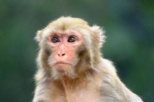 男子|重磅！国内首例！一男子感染这种病毒致死