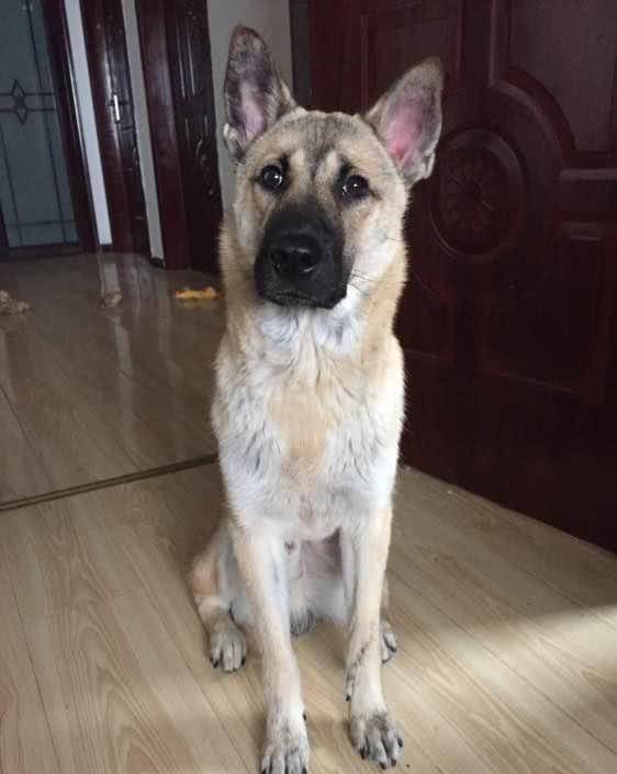 观点评论|中华田园犬虽然叫土狗, 但是一点都不土在我看来土的是忍人心