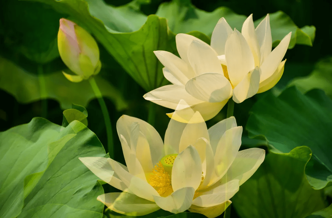 摄影|花式避暑，一见“清”心！只需一瞥，便足以把酷夏原谅…