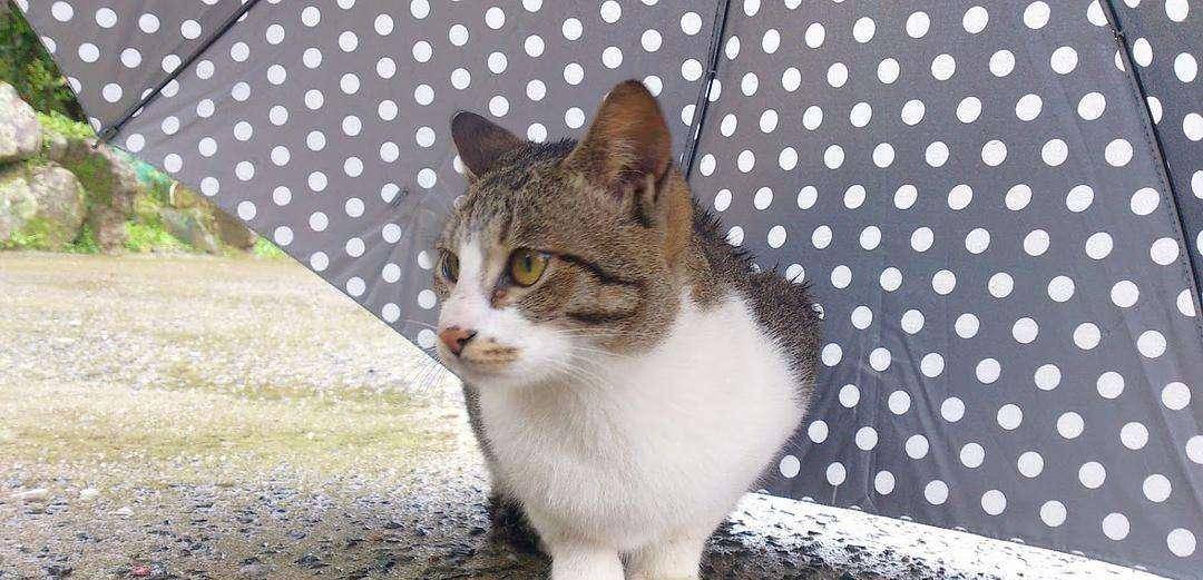 台湾有个可爱的猫村 终于可以尽情的吸猫啦 猫咪