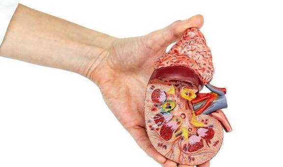 利石|肾结石是怎么产生的?这2种物质,是幕后推手