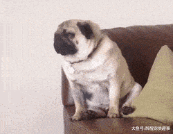 八哥|自己选择的狗, 丑到猫嫌狗不理, 含着泪也要养下去!
