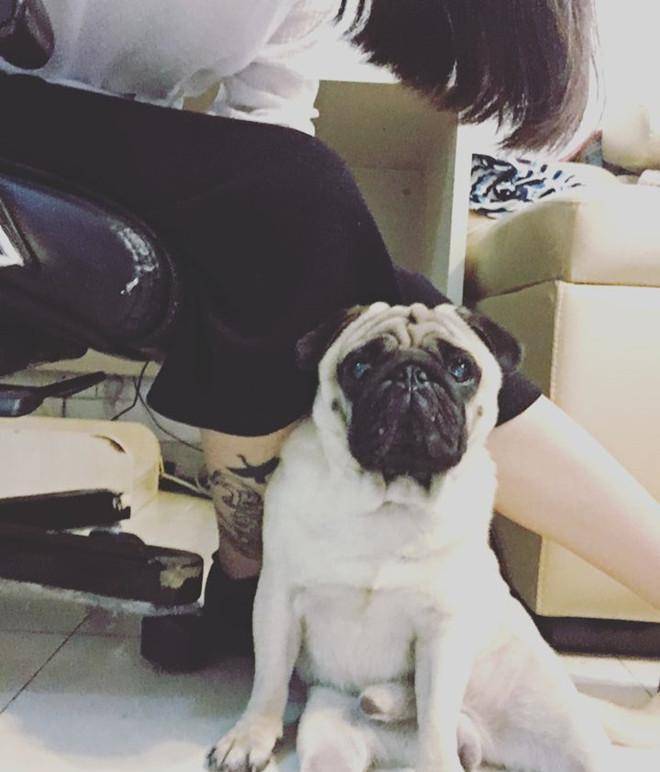八哥|自己选择的狗, 丑到猫嫌狗不理, 含着泪也要养下去!