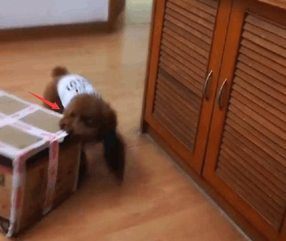 因为|桌上的早餐老是不翼而飞, 直到放了个监控拍下这幕, 主人懵了!