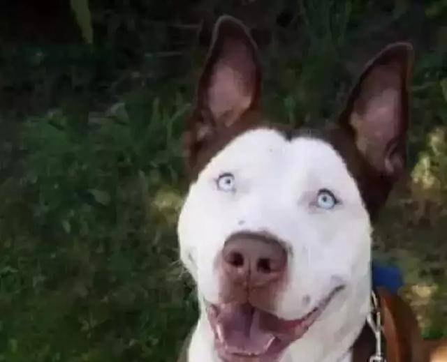 马尔济斯|确认过眼神, 是亲生儿子没有错!