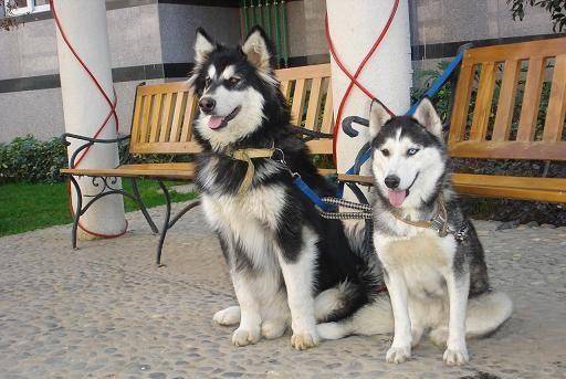 虽然长得都像狼 可是我们真的不一样 哈士奇