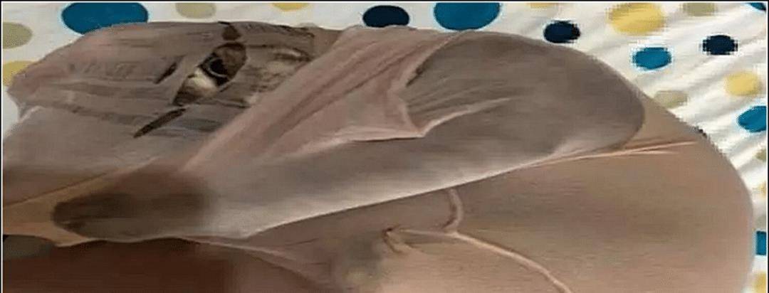 女子把丝袜放床上，隔天翻箱倒柜都找不到，走到猫窝一看傻眼了