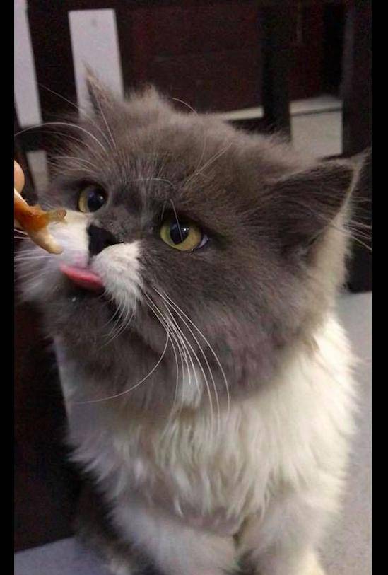 什么|主人把零食给猫咪吃,没想到它一脸嫌弃扭过头去:本宝宝不吃!