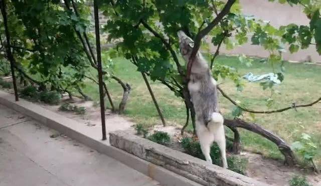 二哈趁主人不注意，悄悄偷吃公园的葡萄，网友发现后马上带去医院