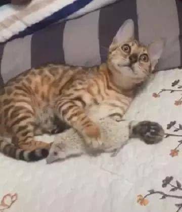 家中来了位新成员，猫咪想以大欺小，这一脚下去让自己哭爹喊娘