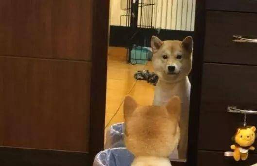 柴犬剃完毛对着镜子冷静了很久，已经跟它道歉了，但它还是倔强的不理人