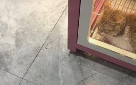 主人趁猫咪正在风干,偷偷撩了别的猫,一回头瞬间不知所措! 主人趁猫咪正在风干,偷偷撩了别的猫,一回头瞬间不知所措!