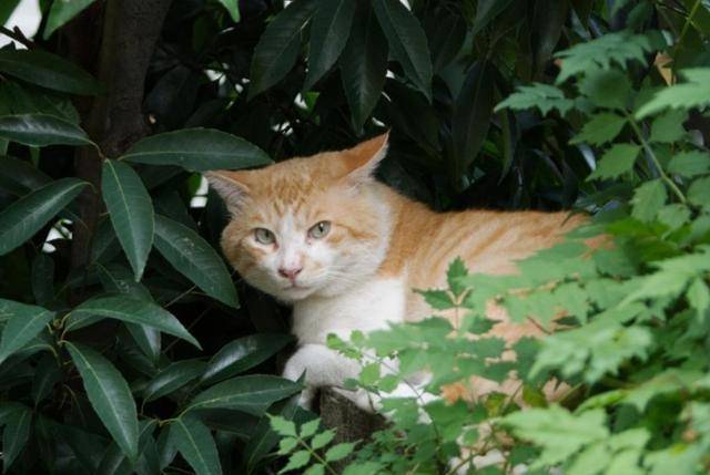 自由的猫不是流浪猫 4555d11da11e4322816b9e3973956a39.jpeg