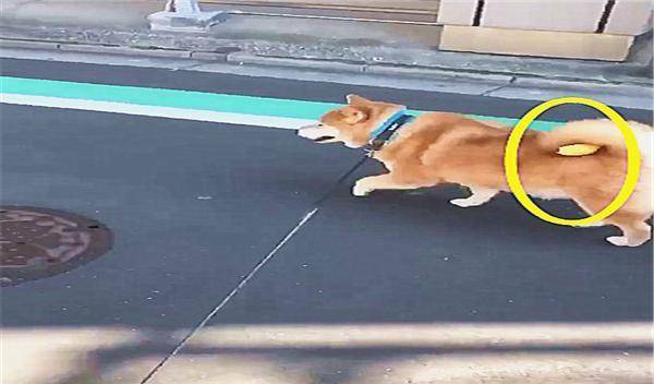 都会养|主人养了一只自带零食的柴犬,每次出门用尾巴夹住的样子,好萌啊