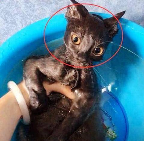 女友给猫咪洗澡，突然听到一声尖叫，过去一看傻眼了