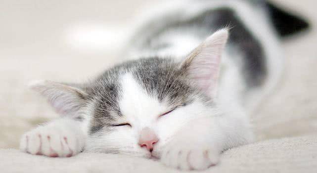 猫咪怎么才会踩奶 587528592ec848788af4dcee4d23f3cc.jpeg