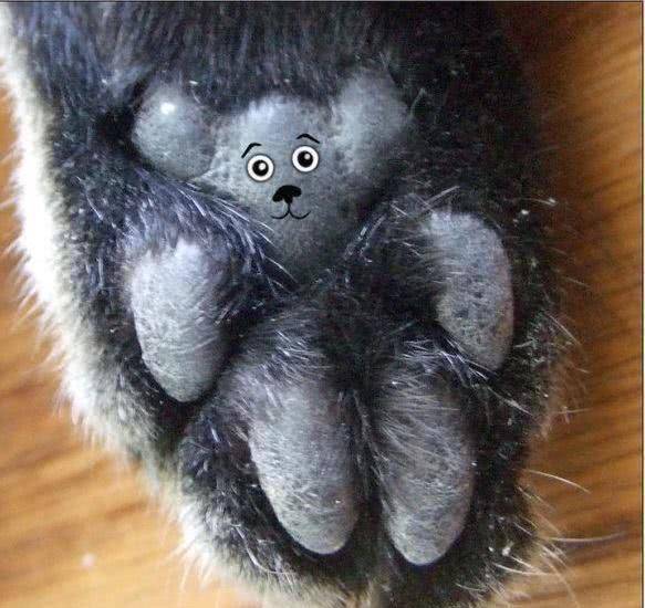 猫主奇思妙想在猫咪的肉垫上作画，第一个像牛，最后一个太真实 