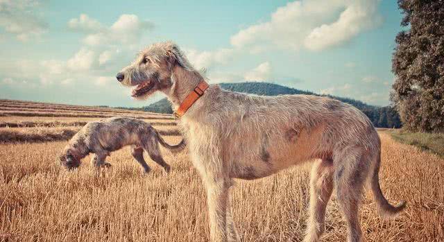 它们是爱尔兰国犬 让当地狼群濒临灭绝 美名其曰 猎狼犬 格拉罕 它们是爱尔兰国犬 让当地狼群濒临灭绝 美名其曰 猎狼犬 格拉罕