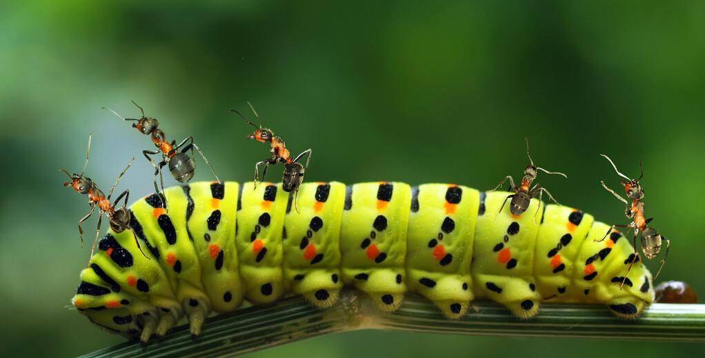 蚜虫的排泄物竟是蚂蚁的佳肴 聪明的蚂蚁还会给蚜虫按摩 促使它多分泌