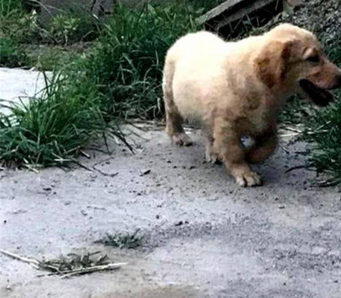 小伙|小伙捡了一只小金毛，3月之后都不见长，医生的回答令人哭笑不得