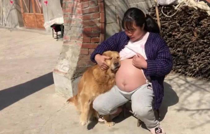 女子怀孕期间，故意在金毛面前露出大肚子