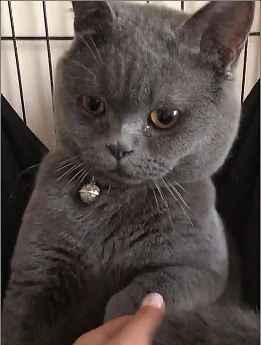 女主骗蓝猫绝育 回来后拉着它的手道歉 结果猫咪直接泪崩了 宠界新闻