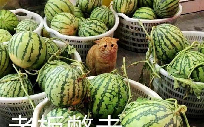 可怜的猫咪,猫粮都输光了,蹲在瓜摊卖瓜,眼神可怜兮兮的 可怜的猫咪,猫粮都输光了,蹲在瓜摊卖瓜,眼神可怜兮兮的
