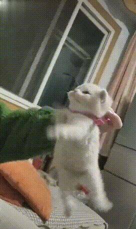 主人将猫咪提起来，小猫生气的在空气中张牙舞爪