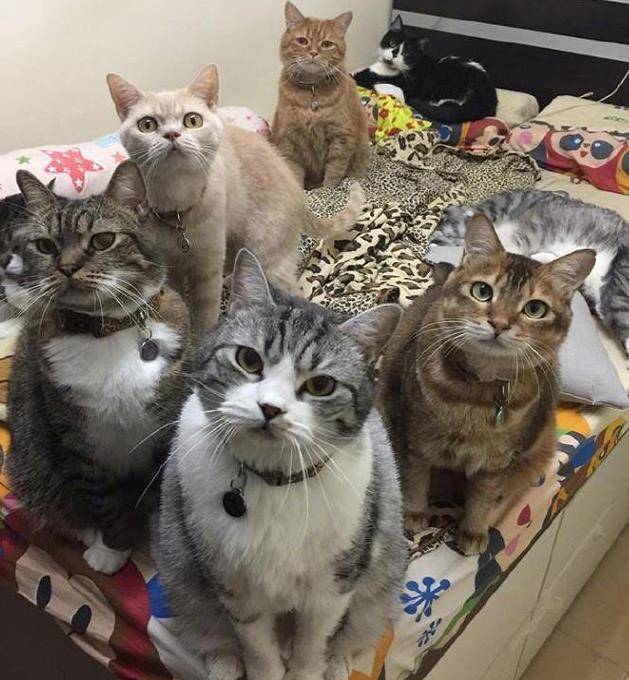 家里猫太多,主人吐槽连睡觉都难,看到猫咪的体型:你家有矿啊? 家里猫太多,主人吐槽连睡觉都难,看到猫咪的体型:你家有矿啊?