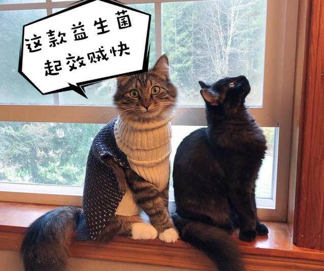 挑选猫咪时，请你牢记这5点，不然会被坑